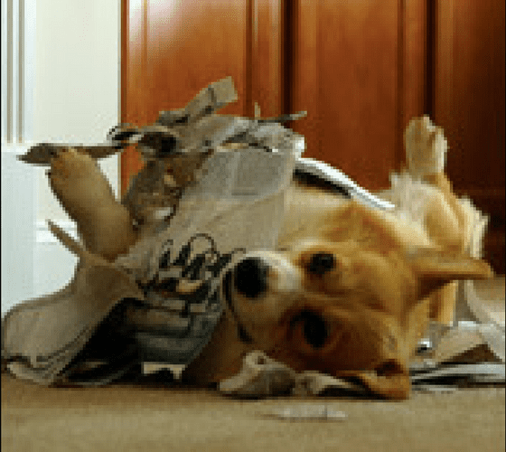 What We Do images for Animals WP Theme Training Programs